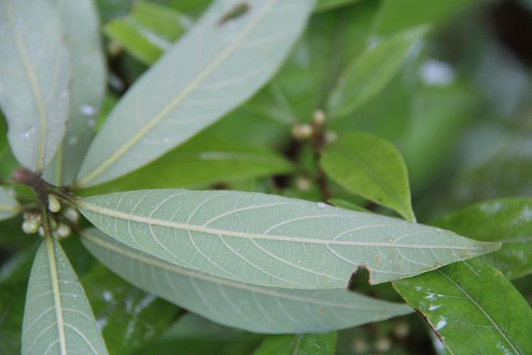 庆元植物1308-樟科-木姜子属-黄丹木姜子(原变种)