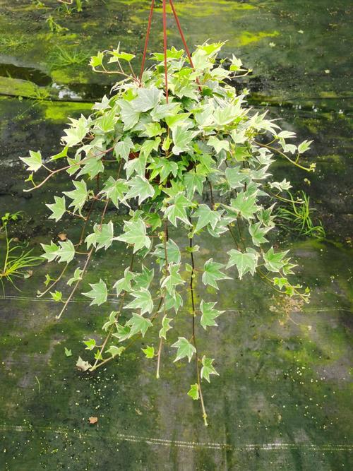 花叶常青藤 165花叶常春藤藤长50-60cm