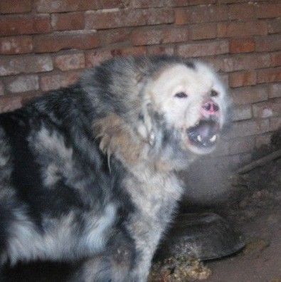 濒临灭绝的鬼脸獒王,在它面前没人敢笑!