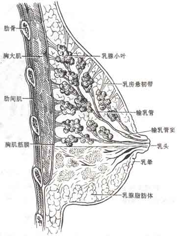 做女人挺好-乳房_男女心事