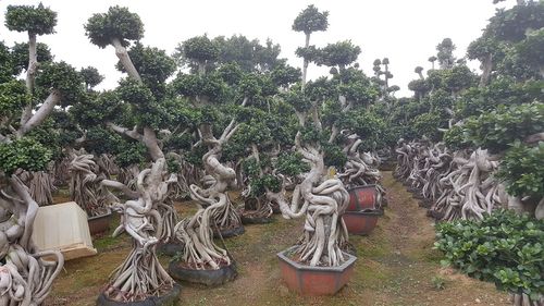 福建小叶榕|小叶榕基地|小叶盆景|人参榕