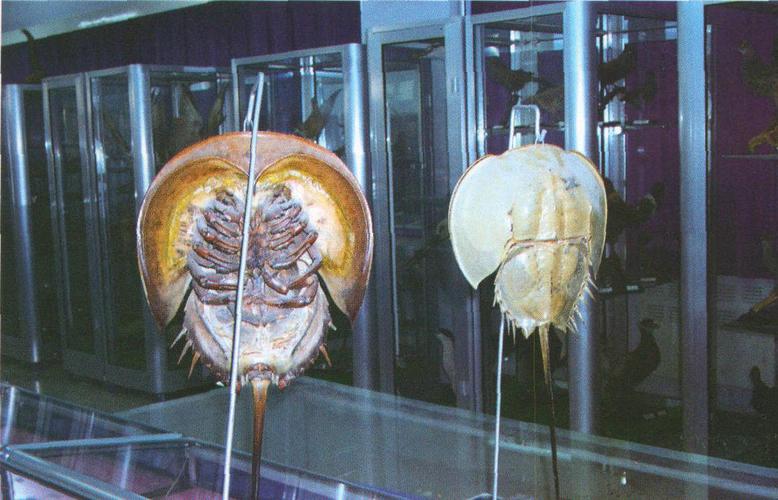 鲎鱼-本草纲目-医学