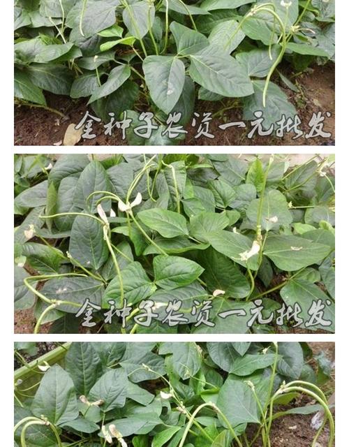 阳台蔬菜 太空特长无支架 无架豆角种子 爬藤豇豆菜豆籽 无需搭架_7折