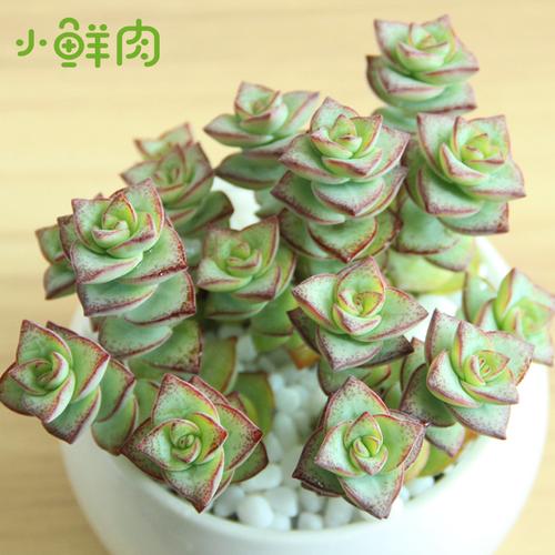 星王子多肉植物迷你盆栽十字星多头群生小老桩趣味精品多肉