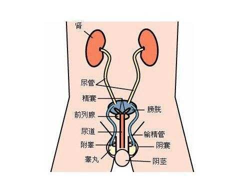 尿道炎的临床症状以及并发症都有哪些