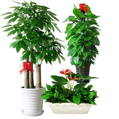 绿植养护租摆武汉租赁包养护办公室大型植物出租大型