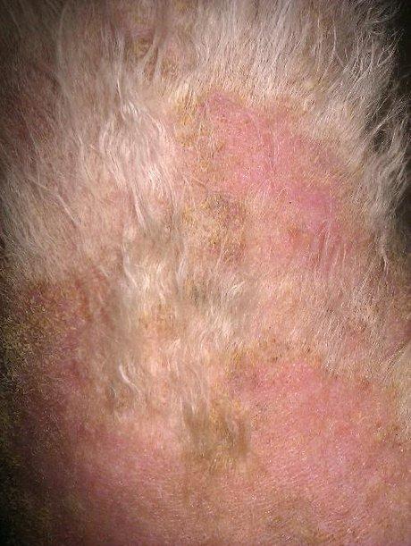 求助,狗狗得蠕形螨皮肤病,很严重啦,全身都是螨虫,漂亮的毛毛都掉完啦