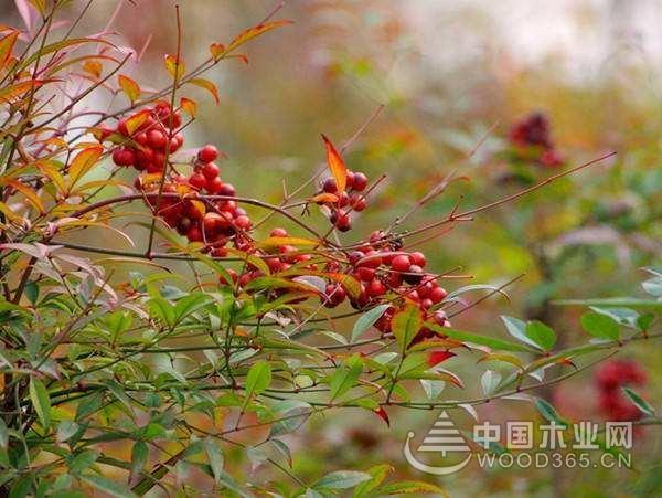 南天竹叶有什么功效南天竹叶的功效与作用