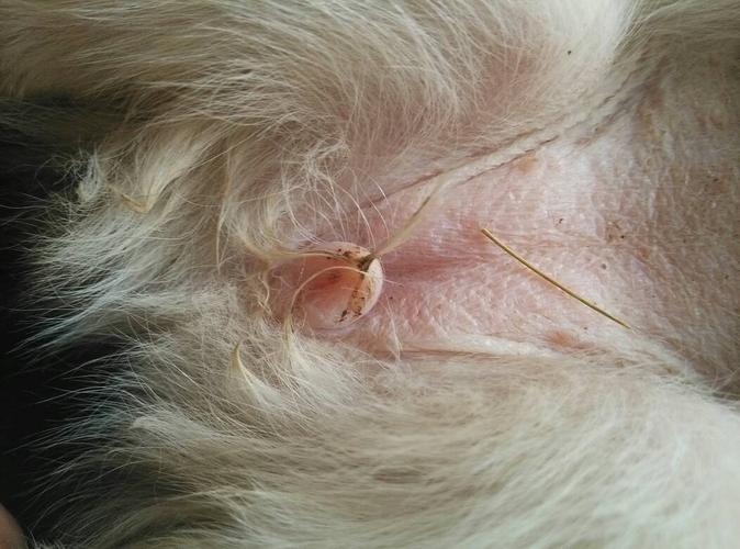 幼犬分公母,看看公的两腿之间是不是有阴茎,而且肚皮也比较干净,被被