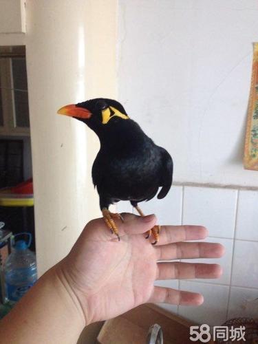 【图】出售漂亮鹩哥一只 - 甘井子泡崖子花鸟鱼虫