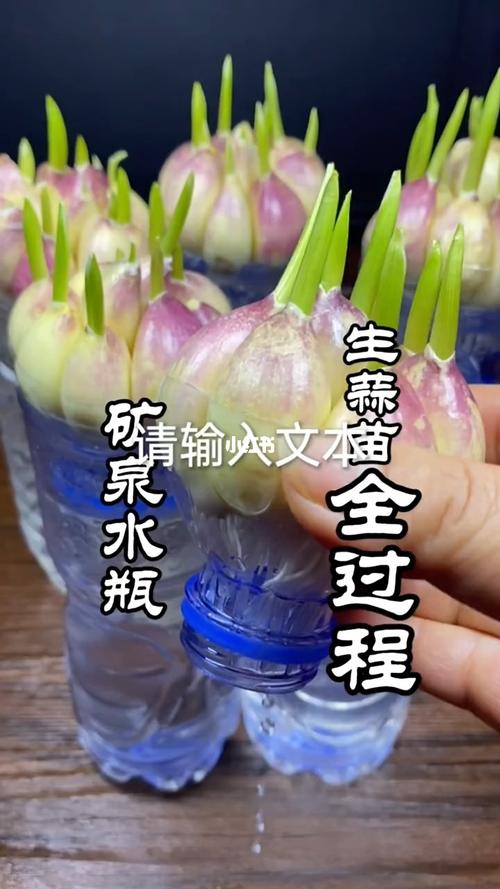 你要是可以收割三档视察来我告诉你我怎么生的大蒜给它掰成瓣?