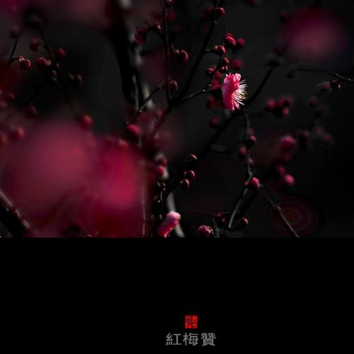 【红梅赞】 第 6 幅查看大图曝光:auto exposure光圈:f5.