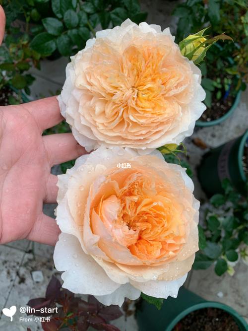 艾菲_月季_中国·普宁国际商品城攻略_家居家装_家居