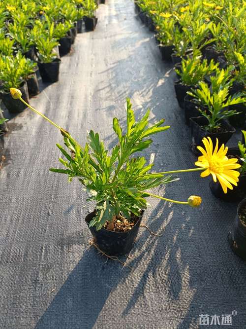 雏菊