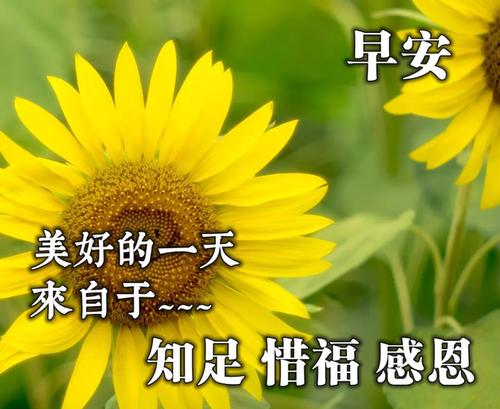 大家早上好唯美表情高清壁纸祝福图片,美好的一天,从