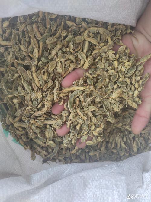 槐豆,自家小院外种了几颗槐树,用来家园遮阴