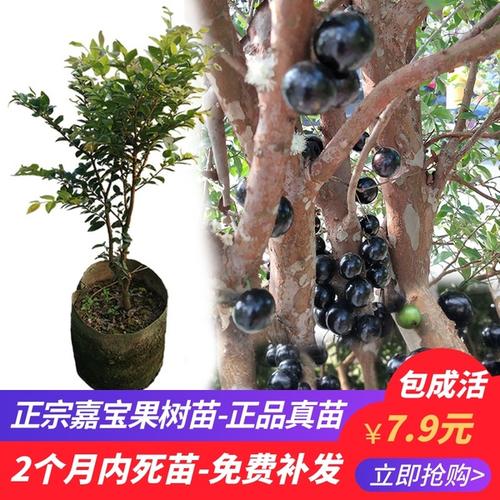 购客嘉宝果树苗台湾四季早生红妃艾斯卡红猩沙巴福冈树葡萄树苗带果树
