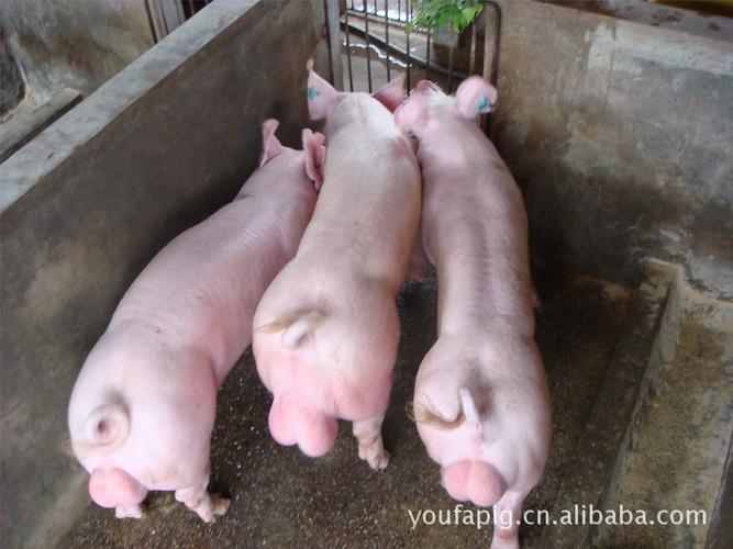 出售杜洛克 大约克 长白种公猪 太湖 苏太种母猪价格