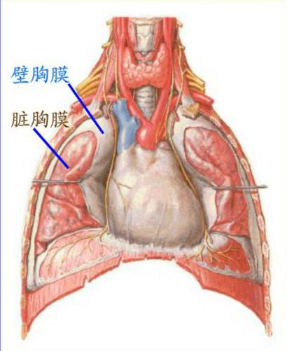 胸膜摩擦感的介绍