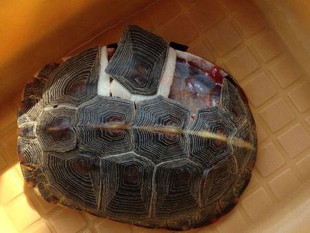 乌龟壳掉了的图片