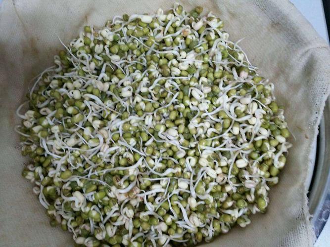 豆芽成长记录图片