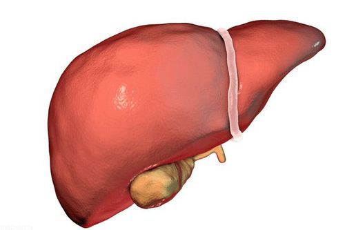 因为肝脏器官掌管着人体的解毒,代谢,消化等重要生理过程,所以当肝脏