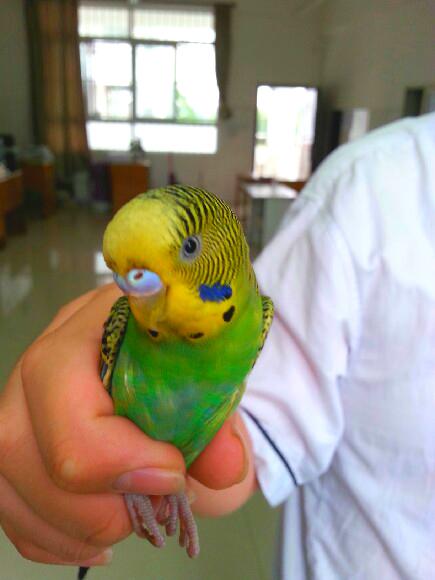 我的虎皮鹦鹉戴帽了吗?有一堆关于它的繁衍问题!