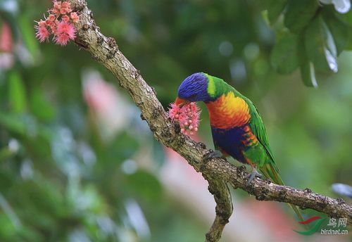 168澳洲彩虹鹦鹉4.jpg