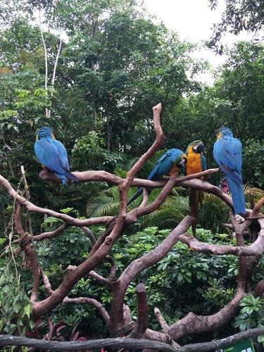 广州长隆野生动物园和珠海长隆海洋王国两人(一大一小)四天游记【秘籍
