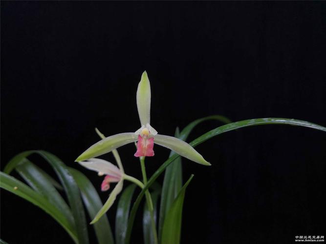 夏赏建兰之三川产红舌恋红尘