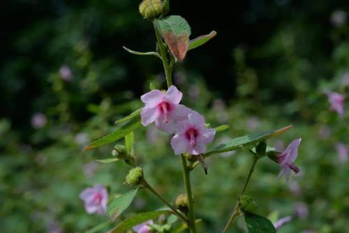 黄药师讲本草八地桃花