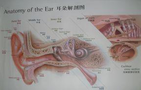 耳道解剖图,滕州瑞声达助听器销售服务部,滕州助听器
