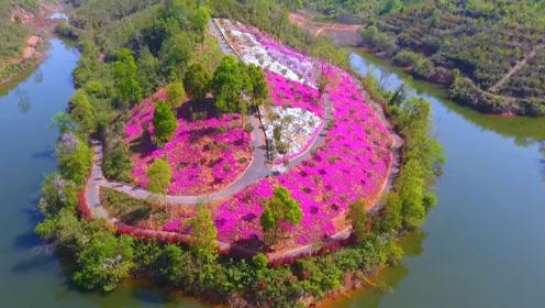 宜昌知音畔岛芝樱花已惊艳绽放!