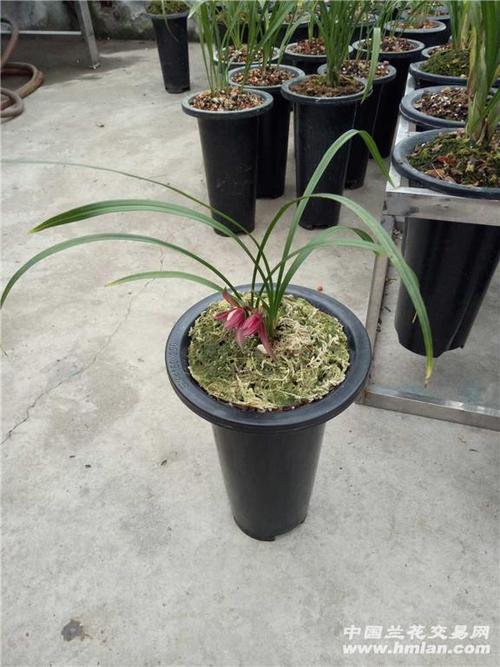 春兰新品:醉红颜 - 中国兰花交易网
