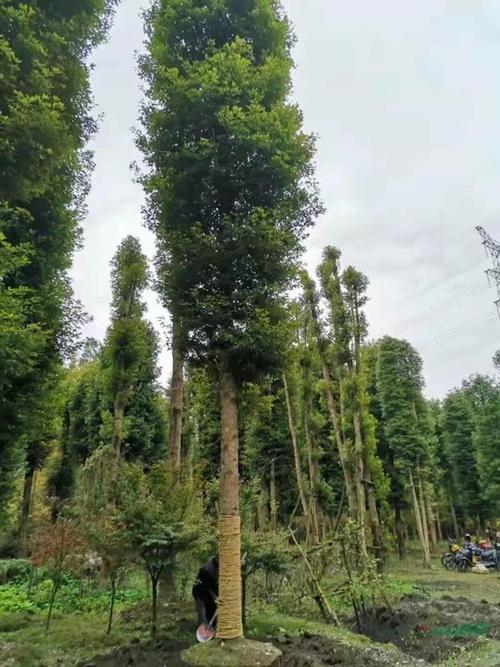 18公分金丝楠木工程一*苗 18—20公分楠木树1500元图片