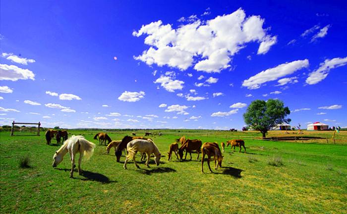 希拉穆仁草原呼格吉勒塔拉牧场