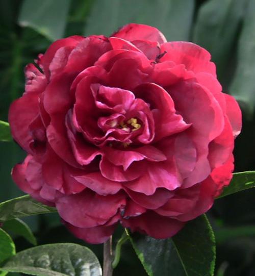 朱砂紫袍 中国云南,嫁接茶花-富民县天下友园艺场