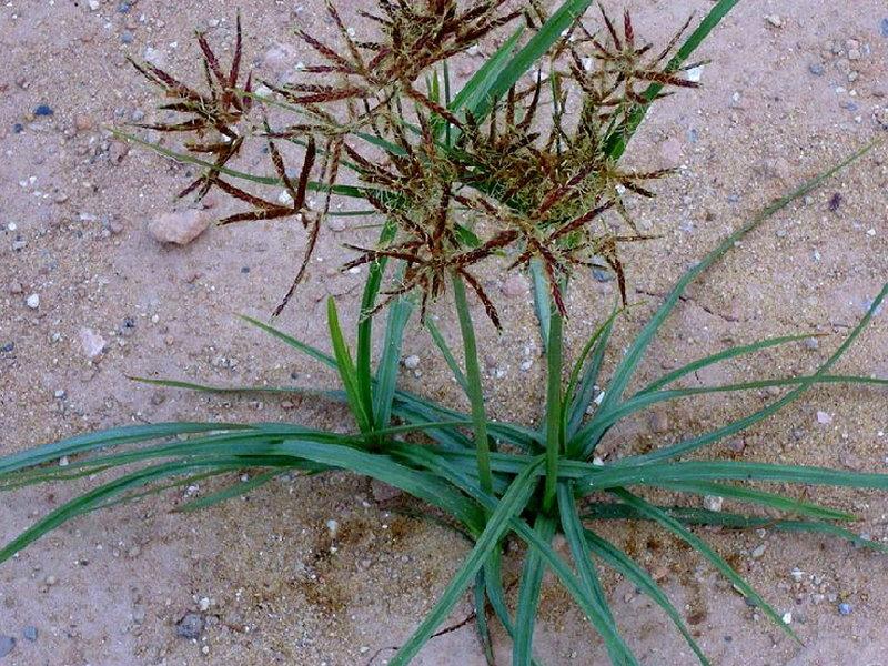 香附子 - 植物图谱 - 中华药典-岭南中药网