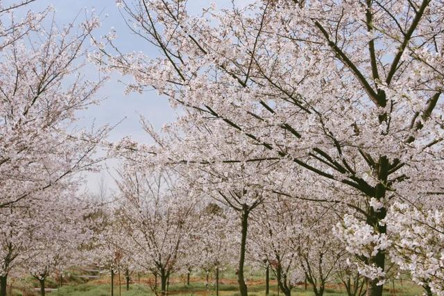 赏樱花何必去日本,溧阳别桥原乡等你来