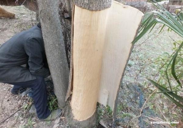 年年被剥皮却不死的树,身产"植物黄金"