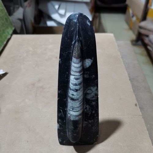 进口震旦角石摆件古生物化石奥陶纪原石奇石收藏品