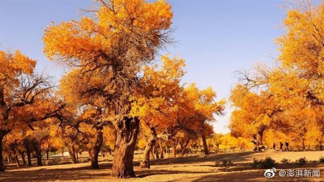 内蒙古额济纳旗为滞留游客赠送门票三年内可免费游