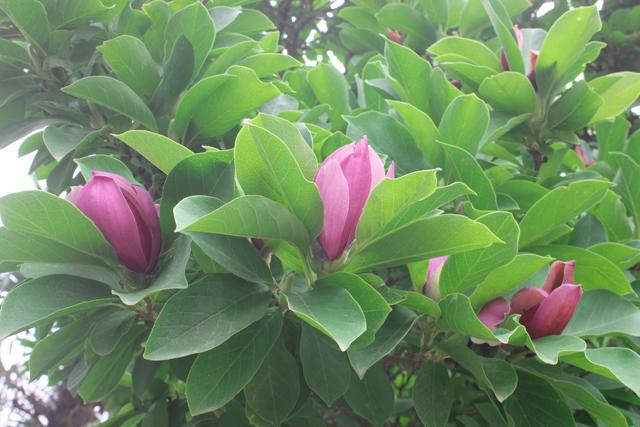 二乔玉兰=大乔小乔?