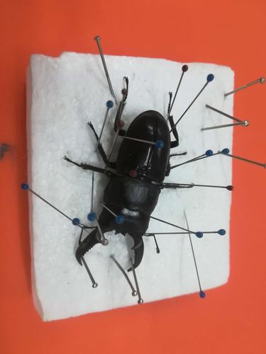 昆虫标本制作