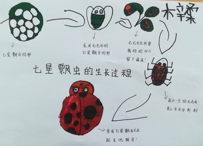 晴:我要画七星瓢虫的生长过程,告诉他们七星瓢虫在幼虫的