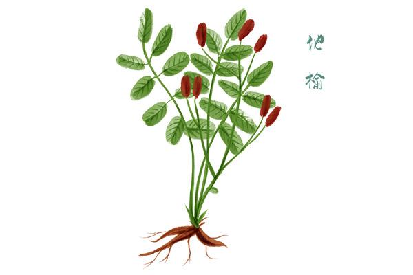 地榆的功效与作用地榆的药用价值