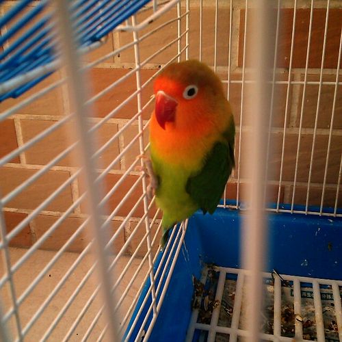 这两只牡丹鹦鹉是公是母,那只黄桃是骡子吗?