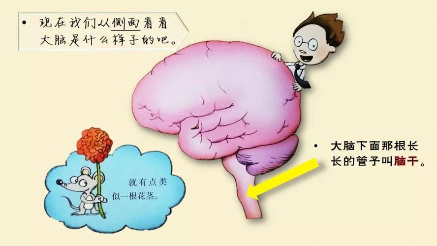 科学小故事大脑