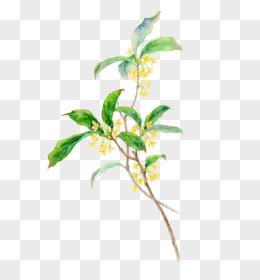 白描十二月份花卉矢量图pngai十里桂花png手绘小黄花免抠元素pngpsd
