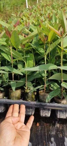 [桉树苗批发]桉树苗,组培苗 k3,,107价格0.6元/株 - 惠农网